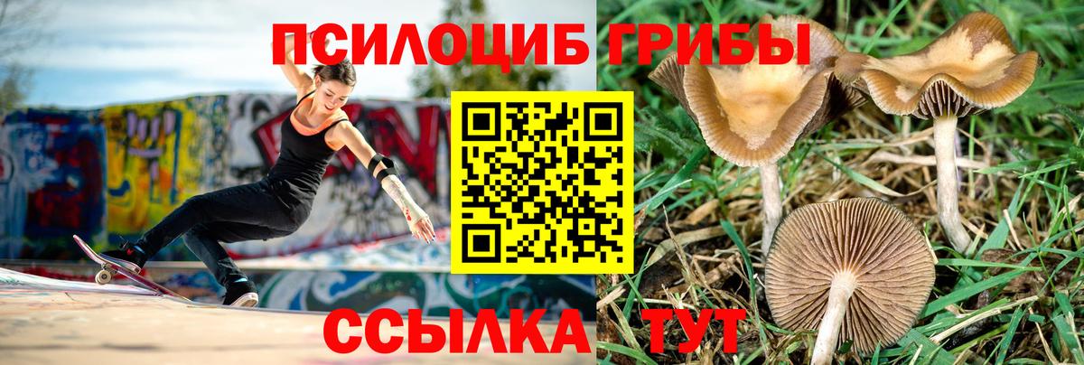 Галлюциногенные грибы Psilocybe  Галлюциногенные грибы MAGIC MUSHROOMS  Красный Сулин  Вход с VPN 